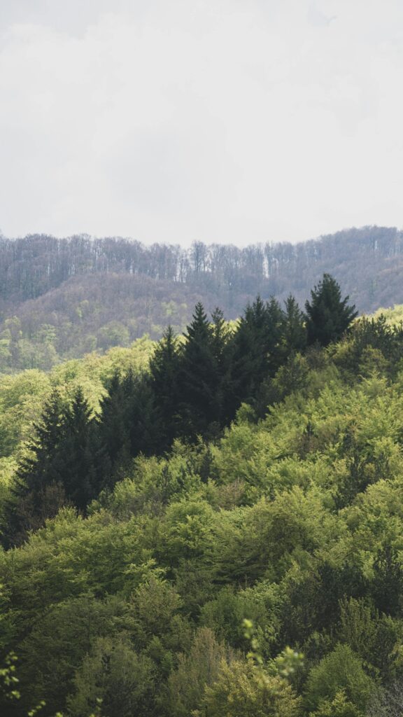 Explore a lush, green forest in Masurica, Serbia, captured from above, showcasing nature's tranquility.